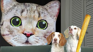 Dogs vs Cats Compilation: Who Will Win?
