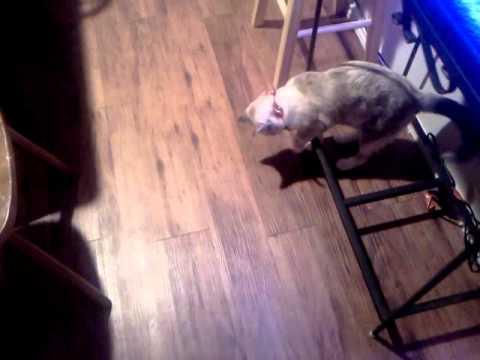 Kirara attacking her shadow :)