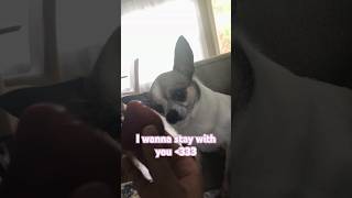 Wait!!! DONT LEAVE! #chihuahua  #cute #dog #iwannastaywithyou