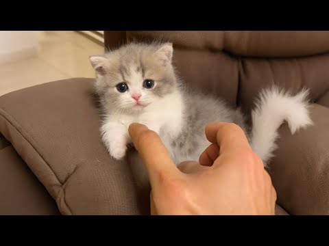 Cute baby kittens will break your heart ♥