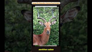 Among The Mammalian Creatures Found On Earth #facts #shorts #deer #animals