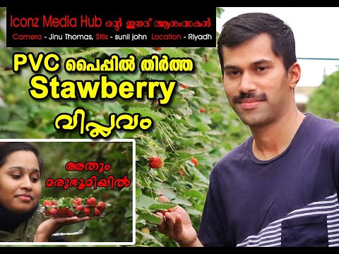 PVC പൈപ്പിൽ തീർത്ത strawberry വിപ്ലവം || Iconz Media Hub || Strawberry Farm in Desert || Eid Mubarak
