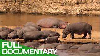 Close up with the Hippos - Africa's Wild Heart | Free Documentary Nature
