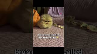 Small Cat Problem Shorts! #cat #catlover #catproblems #viralvideo #viralshorts #shorts #viral