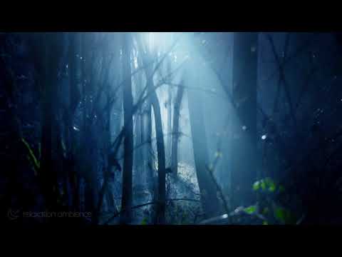 Night Forest Ambience 🌘 Chirping Crickets, Soft Wind & ASMR Night Forest Sounds 🌲 10 Hours