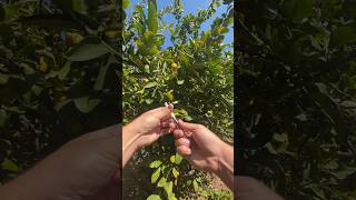 How would they know?🤔 #420 #thc #cbd