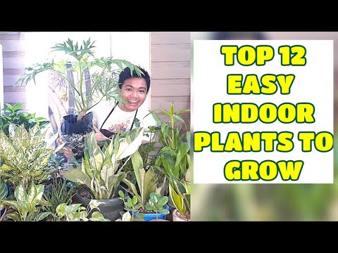 TOP 12 EASY INDOOR PLANTS TO GROW, CARE TIPS and Suppliers Vlog 33 by marckevinstyle