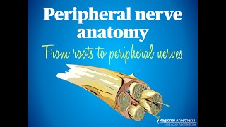 Peripheral Nerve Anatomy: From Roots to Peripheral Nerves