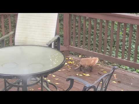 Baby Fox on our Deck