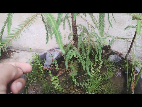 Mini Pond Update- Mini Plastic Pond