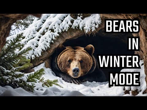 Why do bears hibernate ?