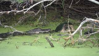 Alligator vs Snapping Turtle near Fort Fisher Aquarium - 5/3/22