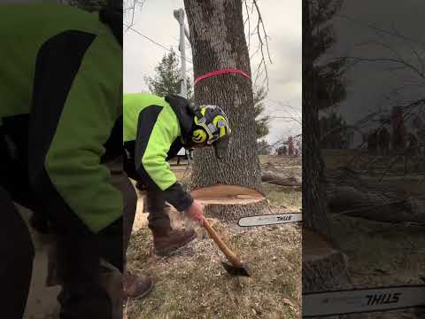 Stihl 500i sending Ash tree to its grave #chainsaw #stihl #tree #wood #treework #arborist