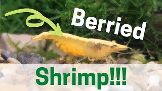 Nano Pond Update | Low Maintenance Fishtank | Berried Shrimp!!!