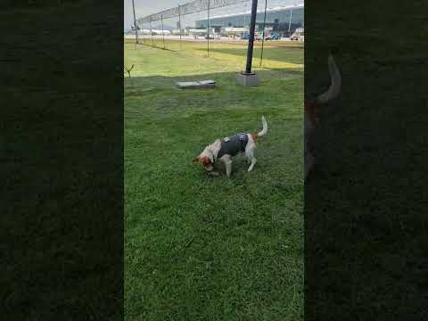 Self throwing/fetching doggystle