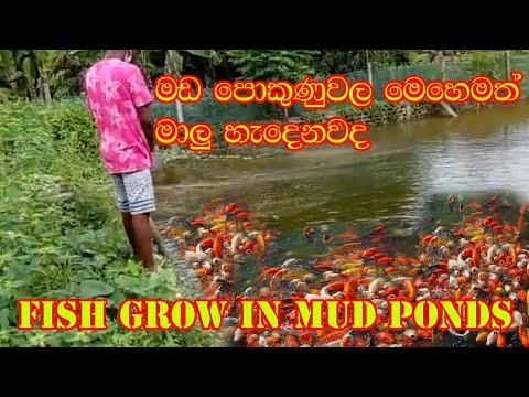 Mud Pond Fish farming