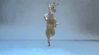 Dancing deer