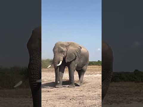 #elephant #wildanimals