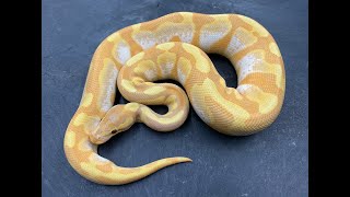 Banana Ball Pythons can be amazing with the right morphs mix in.  See what I came up with in 2021!
