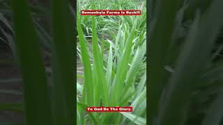 Glory Be To God Semanhyia Farms Is Back!!! #farminginafrica #semanhyiafarms #farming