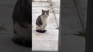 Hello 👋 #cat #cats #shorts #trending #viral #funny #cute #pets #love #meow #pet