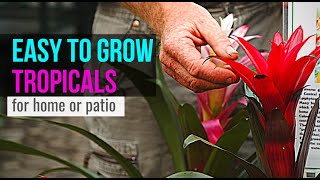 TOP 3 Easy to Grow and Maintain Tropical Plants