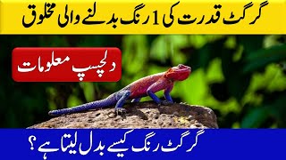 Girgit - Chameleon Biography - Life Story  Of Chameleon - Girgit Ki Zindgi - Urdu Documentries.