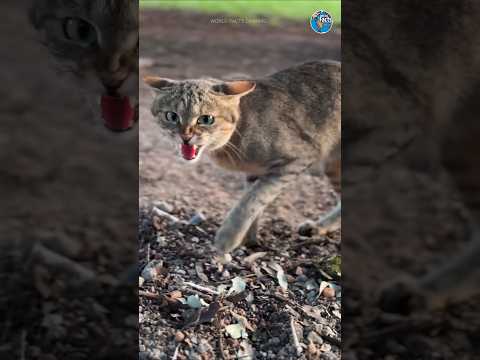An animal that is 95% successful in its hunts?#amazingfacts #animals #shorts #facts