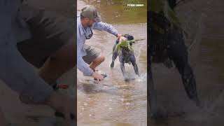 The Hardest Working Dog In Florida Does A Flip Trying To Catch An Iguana