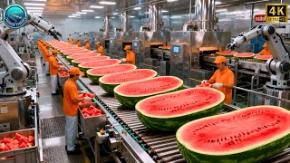 Inside a Modern Watermelon Processing Plant: From Whole Melons to Sweet Red Juice (Full Process)