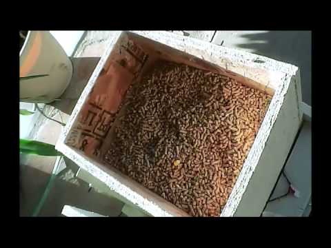 automatic chicken feeder