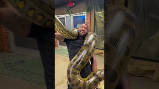 Wildlife Beast Transformation!!! #animals #animallife #shorts