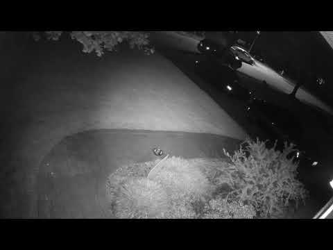 Fox Comes to Visit Zeus