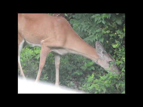 deer