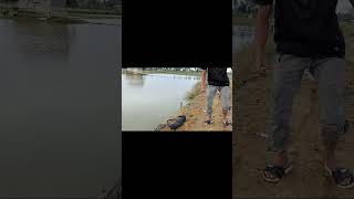 mancing ikan tarpon #mancingmania #netfishing #mancingjaring #fyb #hobimancing #mancingliar