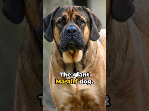 The Giant Mastiff #doghistory #mastiff #shorts