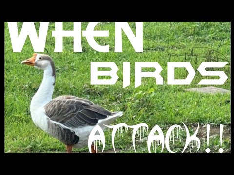 Farm Birds Attack my Friends!!!...They Deserve It!!
