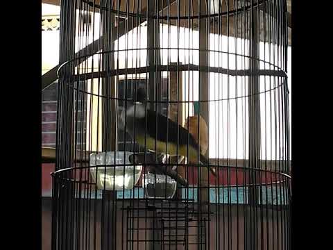 CUCAK JENGGOT TEDJO PAUD #cucakjenggotjawa #cucakjenggot #cucakjenggotgacor #cucakjenggotmania