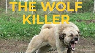 KANGAL AGGRESSIVE WOLF KILLER DOG ! PETS BBUZ