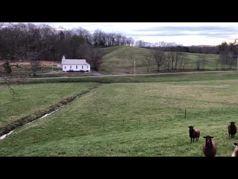 Farming Therapy - Natural Medicine Enjoy! Morning filled with Sheep, Frogs, Creek, Bird Song, Beauty