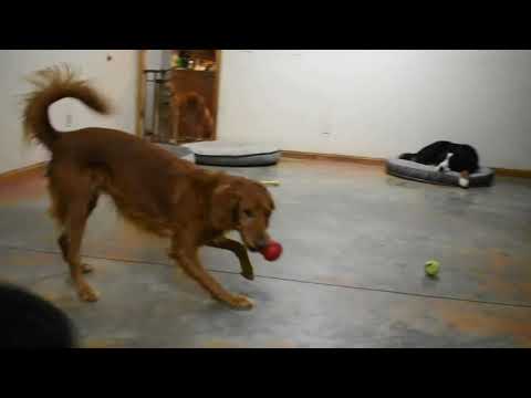 Canine College Sorority & Frat Party
