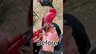 After 3 minutes #aseelhenfarm #aseelmurga #roosterfarm #cricketmatch #chicken #aseelhen #rooster #bi