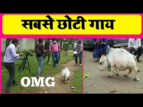 सबसे छोटी गाय #shorts || small cow in bangladesh || Small Cow Milk #Mrchandanfacts || Small Cow
