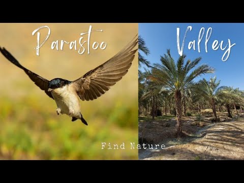 Exploring the swallow voice while walking in the Parastoo Valley