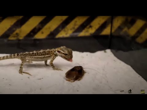 MEET OF THE MANTIS AND SCORPION and THE AGAMA ATE THE LOCUST!