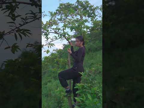 Girl hangs on a wild guava tree to pick fruit to eat #girlbeautiful #sinhton #survival