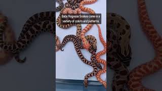 Freshly Hatched Hognose Snakes #hognosesnake #snake #reptiles #babyanimals #pets #cuteanimals