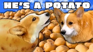 Best of Hammy Being a Potato Compilation