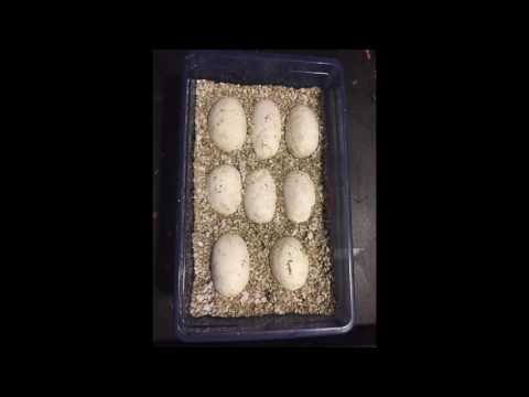 Clutch #7 Woma x Piebald/Banana Pinstripe
