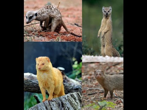 mongoose , nevala